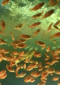 非正常关系的意思